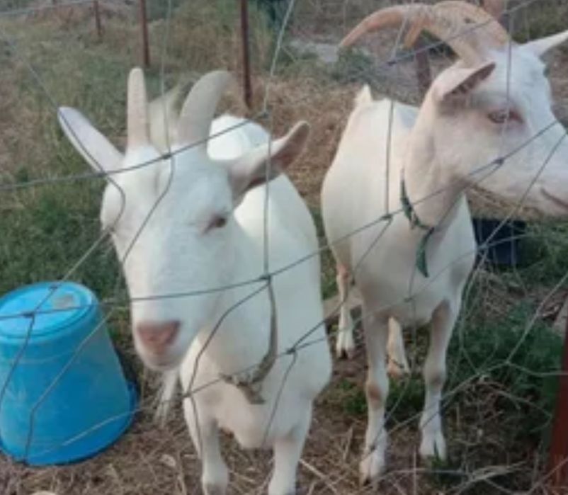 Продаются козы срочно