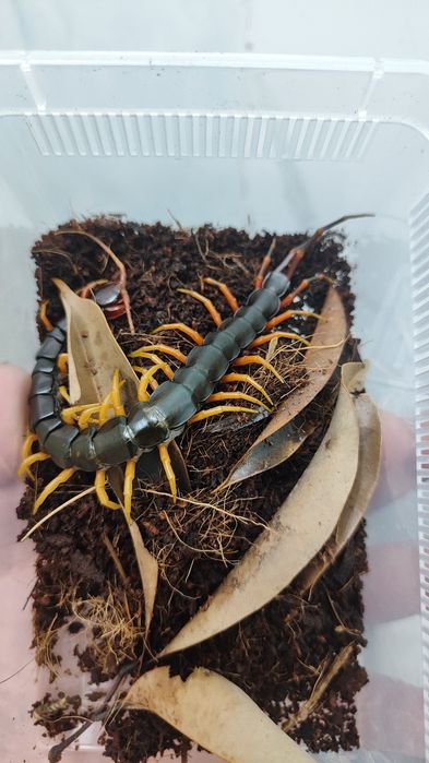 Scolopendra hainanum