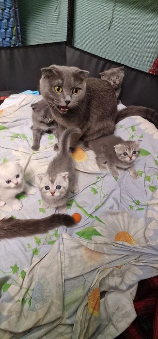 Шотландские котята