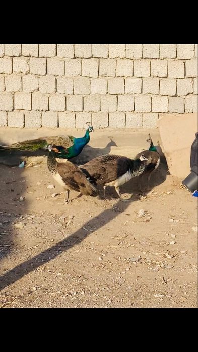 Павлиндер құстары