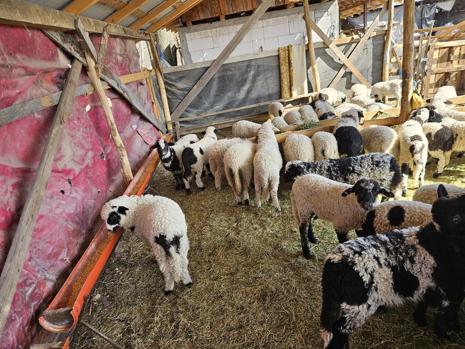 Miei de vanzare crescuti bio