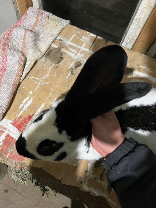 Mascul Fluture Pestriț 1 an