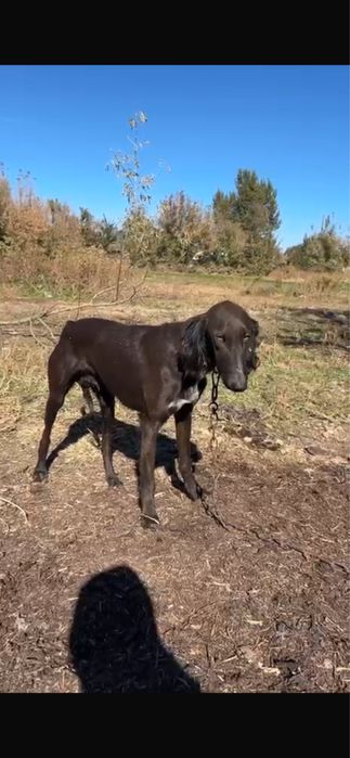 Тазы күшіктер сатылады