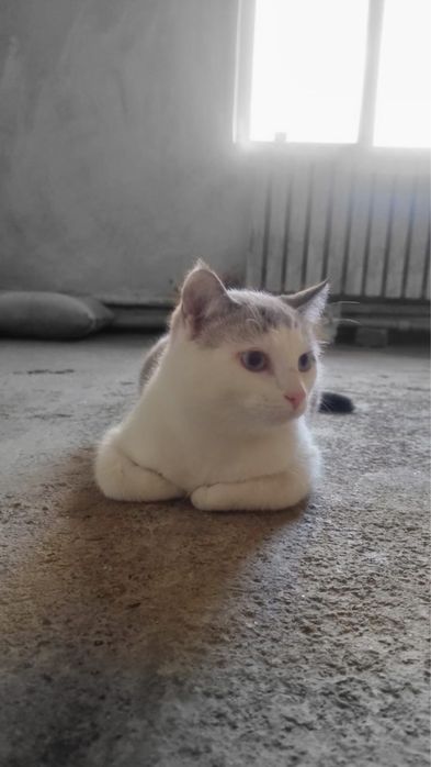 Кошечки в отвественные руки