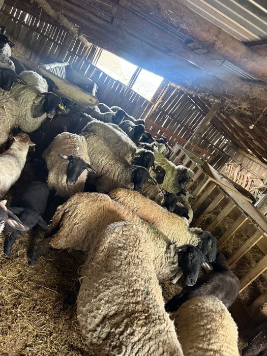 Vand oi suffolk si droper