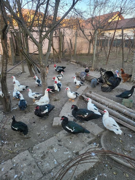 Vând rațe lesesti