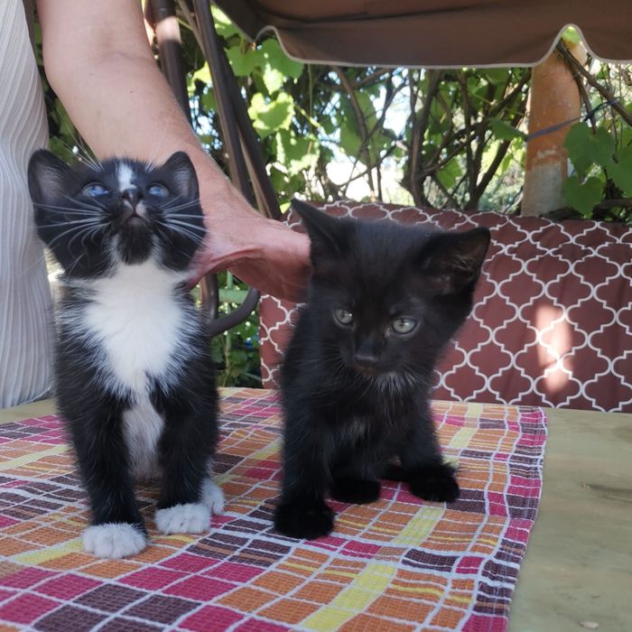 Котенок бесплатно