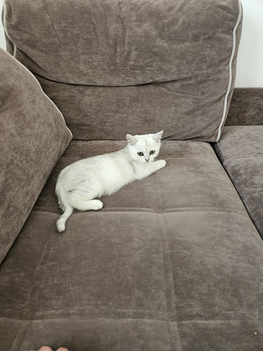 Продам британского котёнка