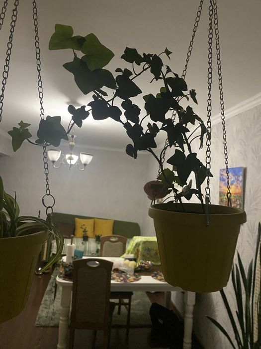 Плющ кленовидный