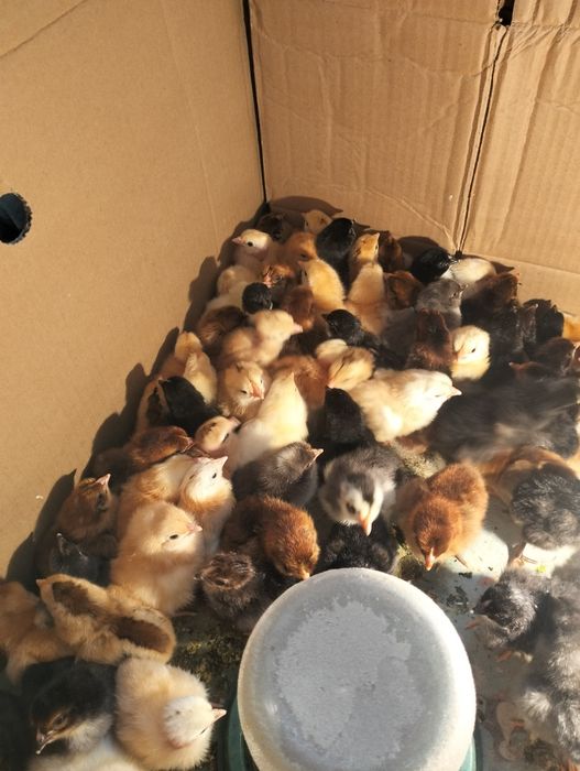Цыплята домашние несушки