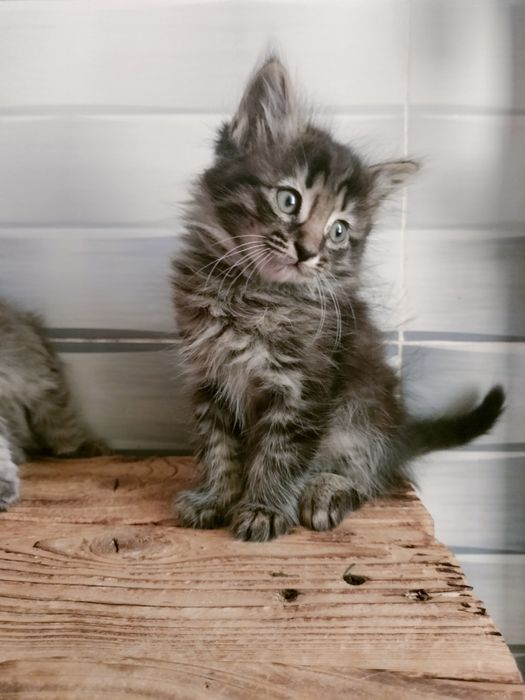 кошечки милые добрые кошечки