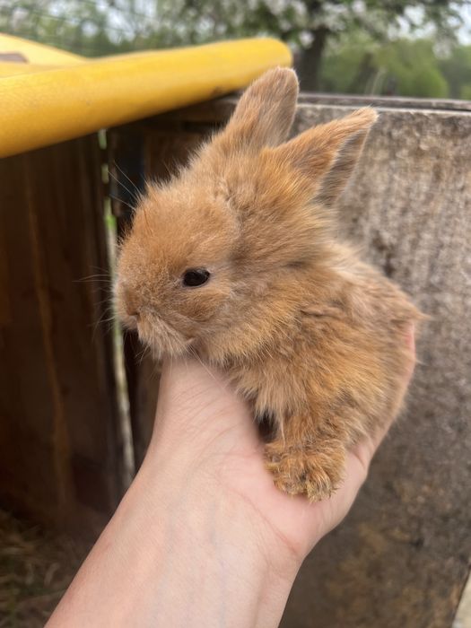 Iepuras de talie mica cap de leu