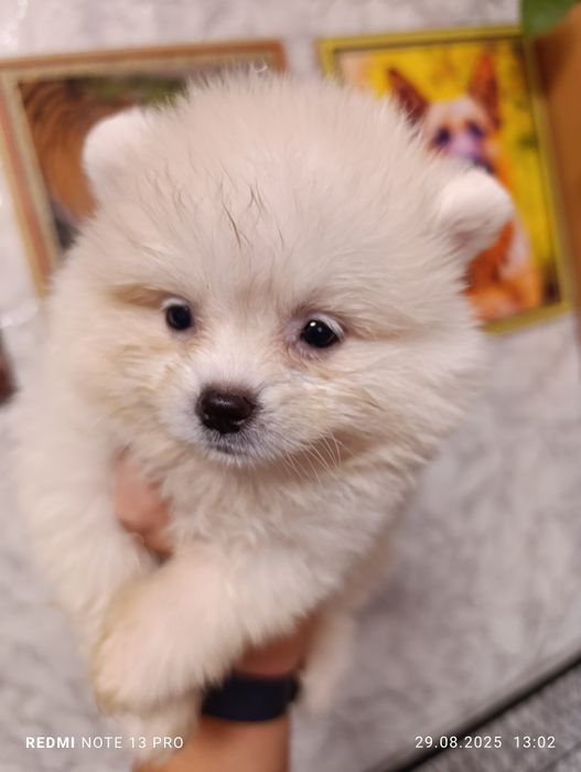 Померанский шпиц щенки с документами