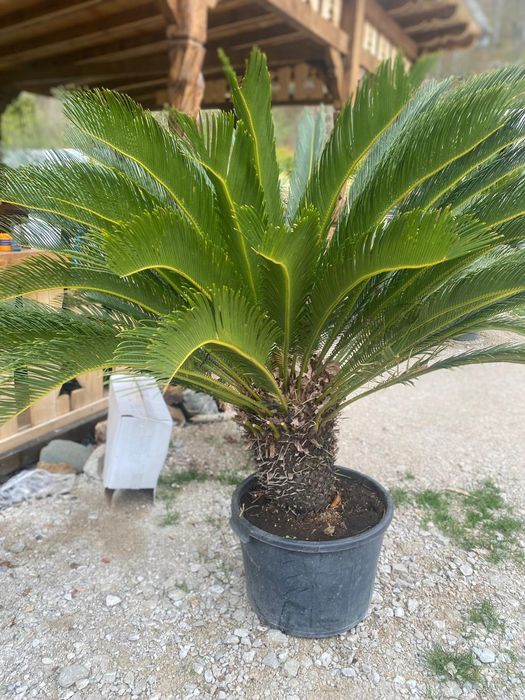 Palmieri , Maslini Plante exotice rezistente la frig