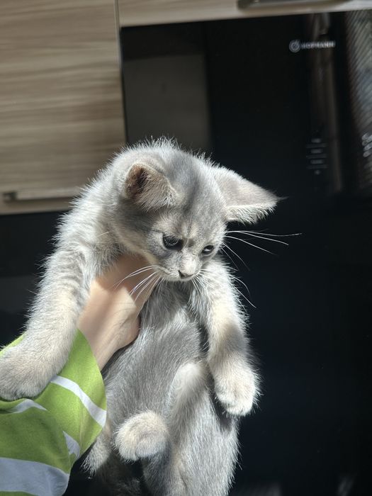 Скоттиш страйт котята