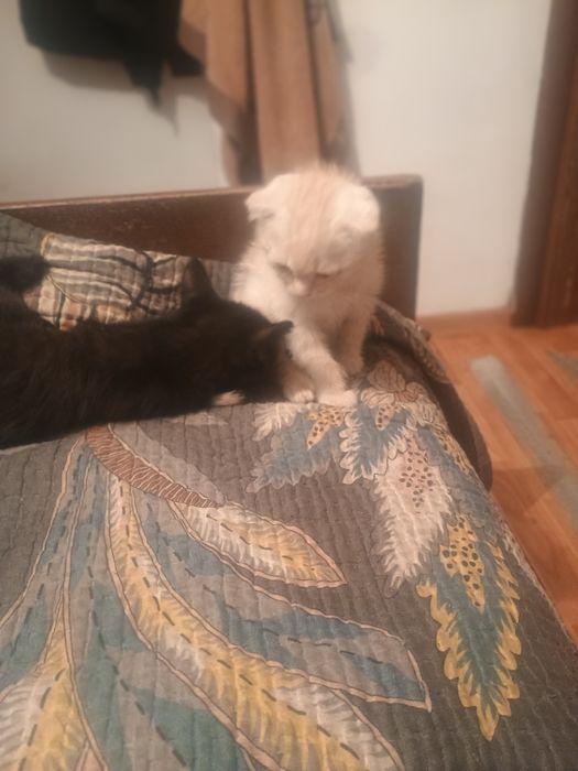 Кот шотландец веслоухий