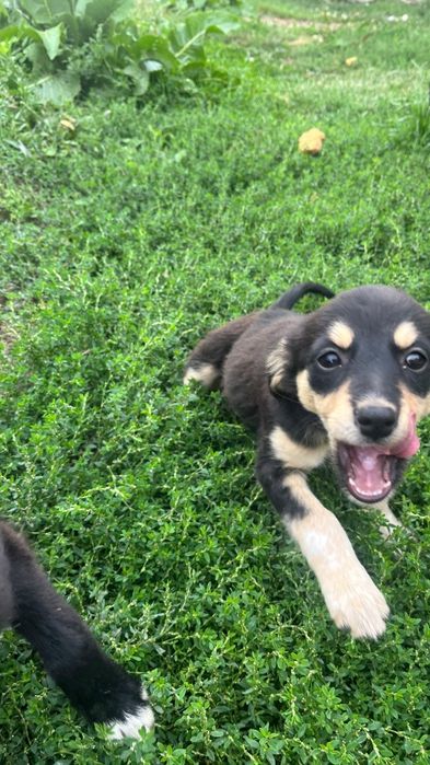 Catelusi pentru adoptie