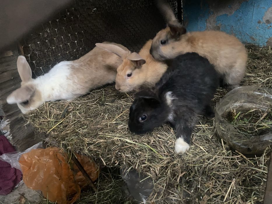 Кролики декоративные