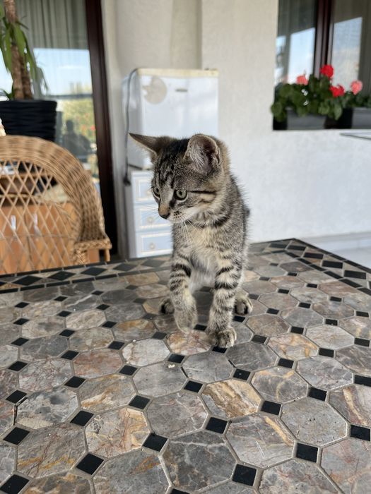 4 Pui de pisica spre adoptie