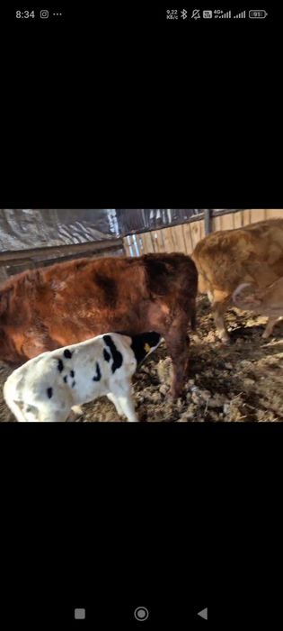 Продам коров с телятами.