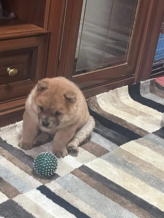 Продам  красивую девочку  породы чау чау.