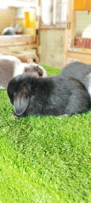 Oʻsmidigon mitti Karlik  quyon bolalari sotuvda 200  mindan