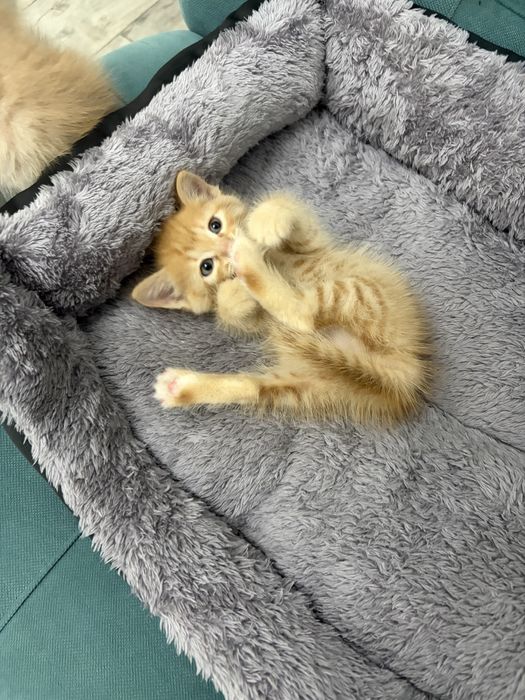 Котенок мальчик ищет дом