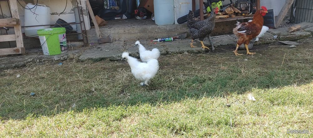 Pui de Găina  Mătase Japoneză