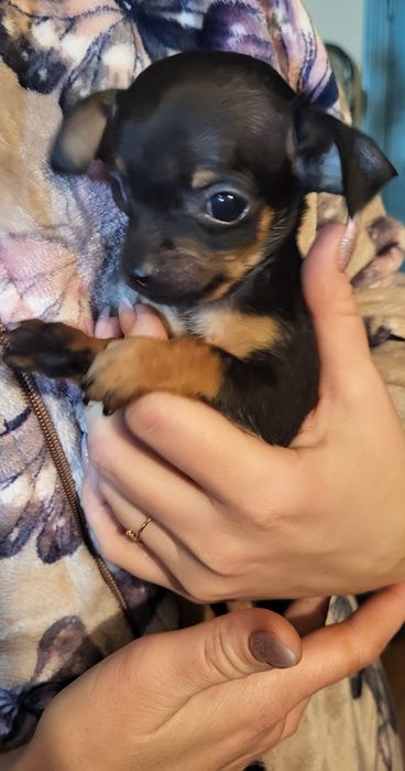 Продам щенков им 2 месяца