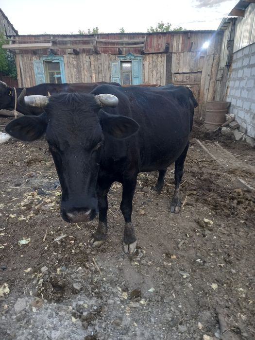Продам молочную  корову