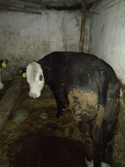 Полторашка букалар сатылады.