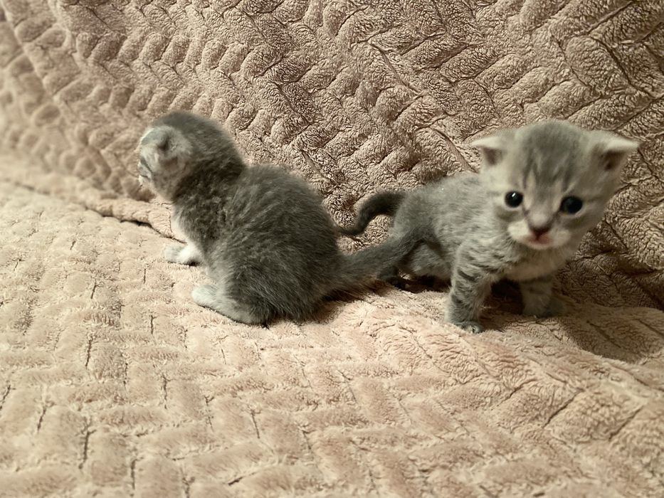 Шотландсике вислоухие девочки