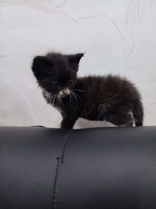 отдам котят, почти 2 месяца