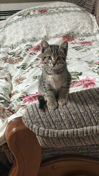 Котенок мальчик бесплатно