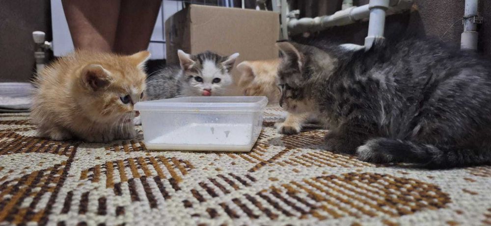Продам   котят 4