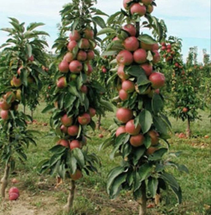 Pomi fructiferi columnari altoi