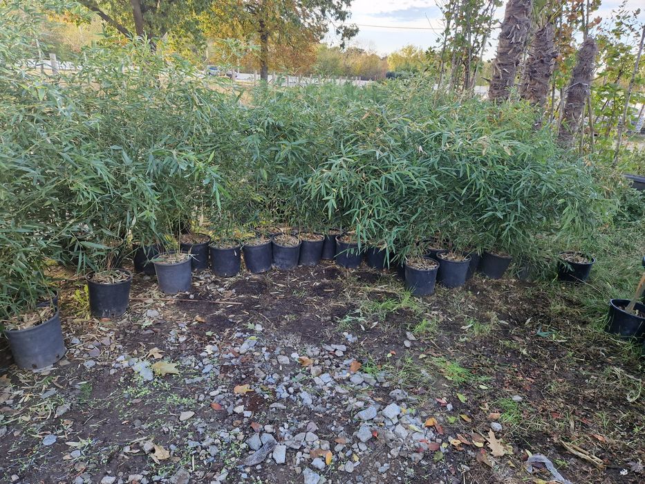 Bambus   exotic la ghiveci