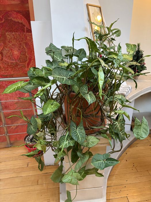 Vând flori în ghiveci