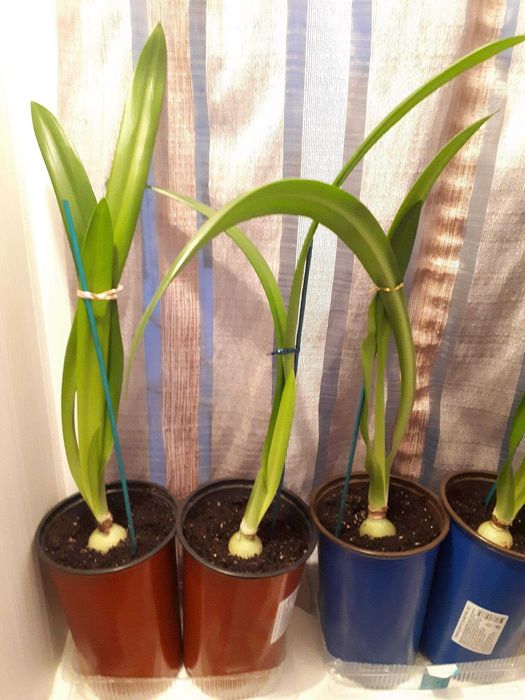 комнатные цветы гиппеаструм