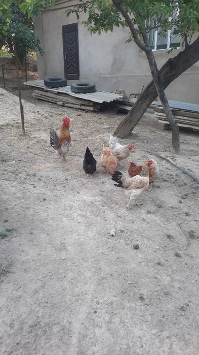 Куры домашние несутса каждый день