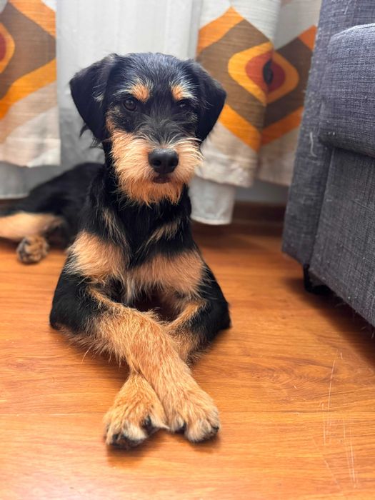 Adoptie pui de catel de 8 luni
