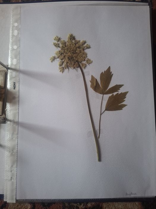 Ierbar școlar,liceu,facultate-25 de plante,flori