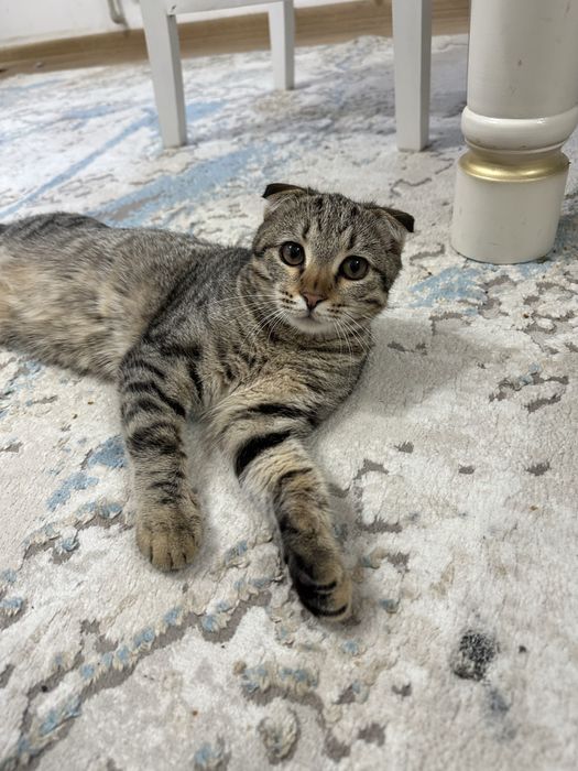 Шотландский вислоухий кот