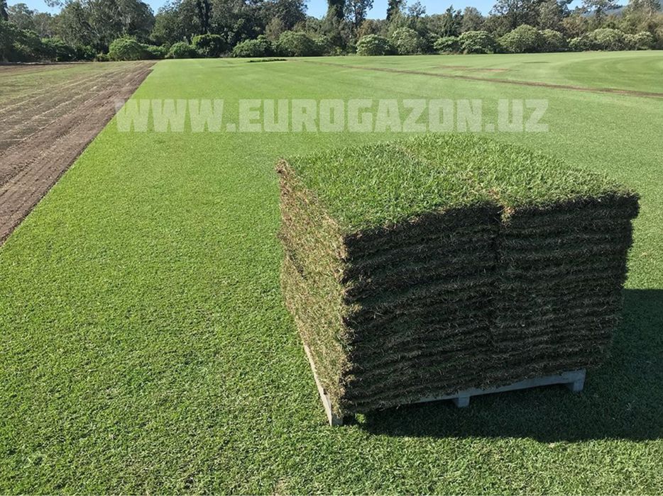 gazon toshkent рулонные газоны в ташкенте