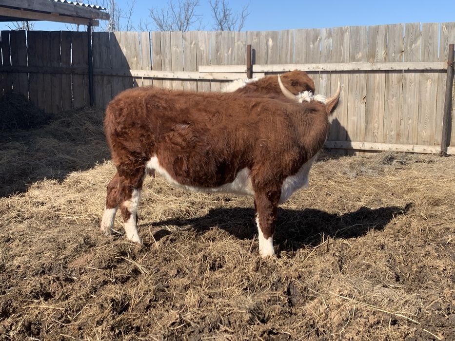 Кашар сатам 3 жаста