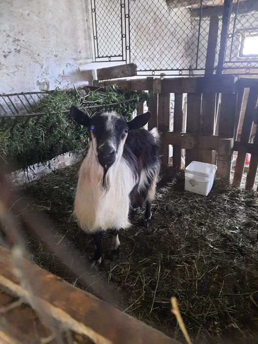 De vânzare capră bună de lapte