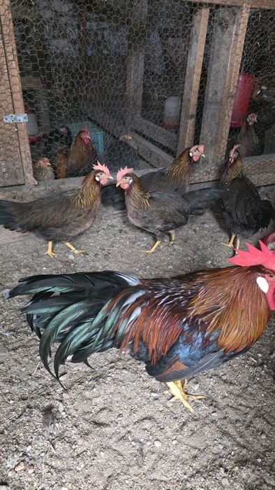 Cocoși si Gaini Italiană Potârnichie tineret