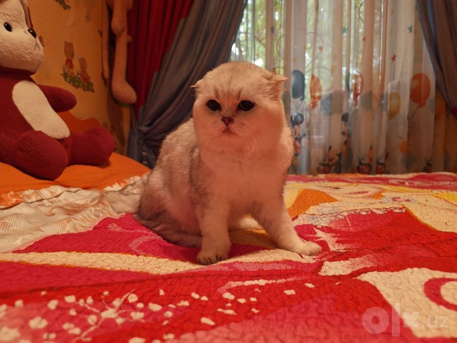 Вязка Кот на вязку