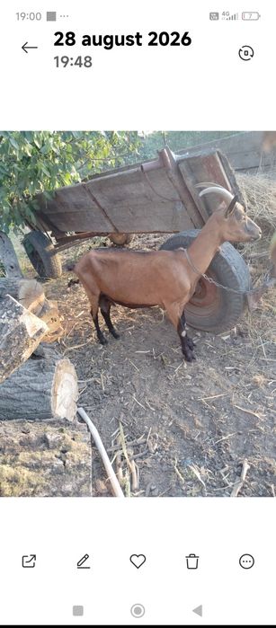 Vând 2 capre alpină Franceza ai sannen