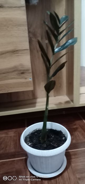 Продам Замиакулькас